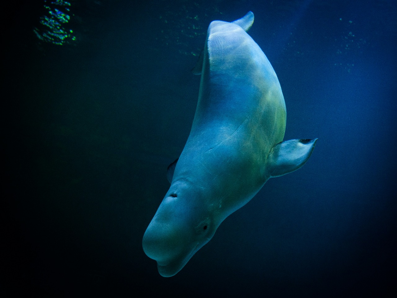 Dugong adalah mamalia laut herbivora yang hidup di perairan dangkal tropis, terutama di kawasan Indo-Pasifik.
