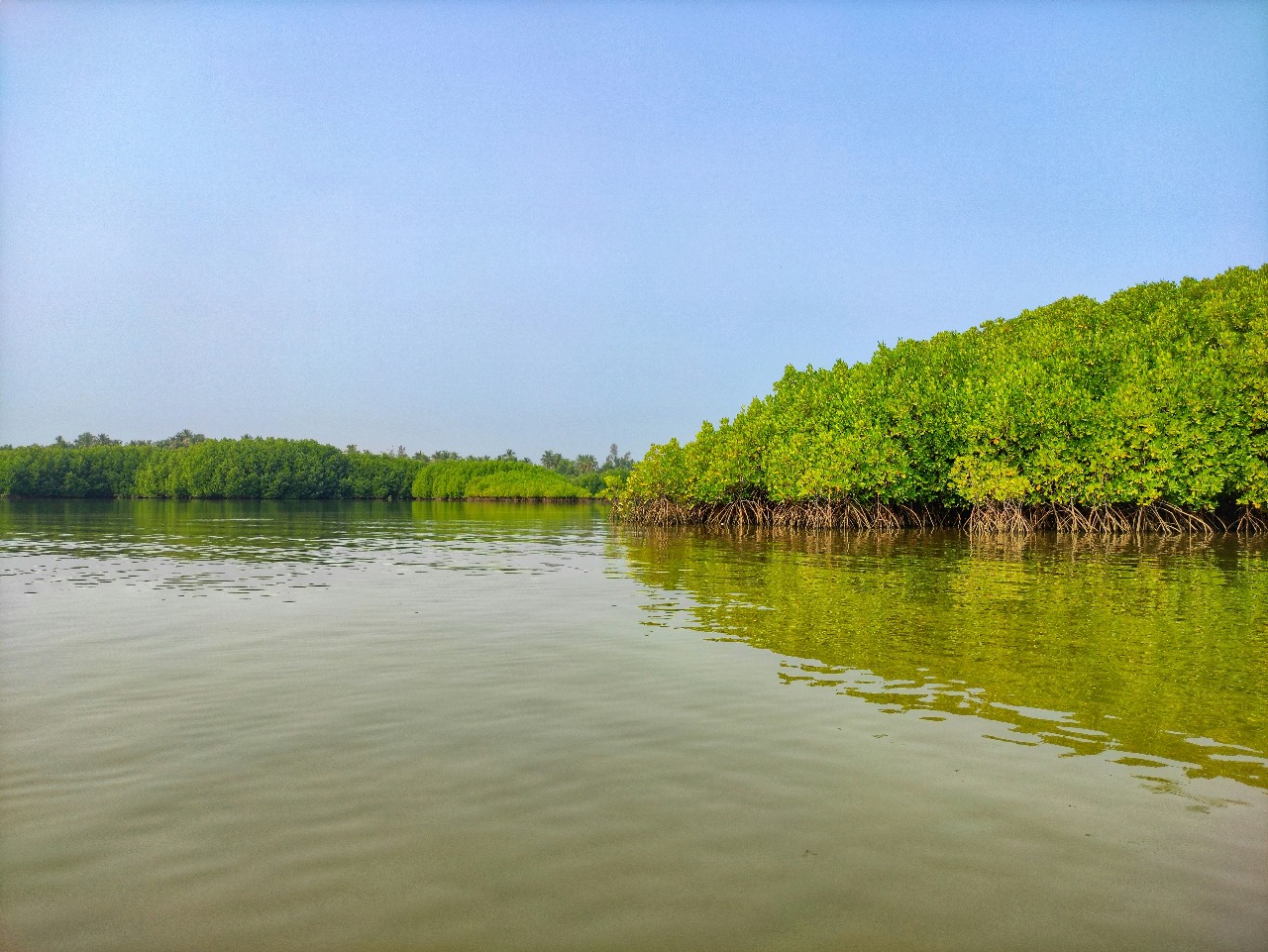 Mangrove adalah ekosistem hutan yang tumbuh di daerah pesisir tropis dan subtropis, terutama di perairan payau.